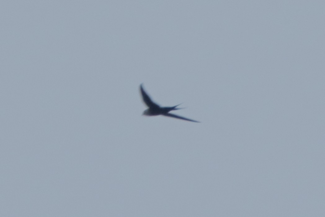 Lesser Swallow-tailed Swift - Ligia y Carlos Marroquín Pimentel