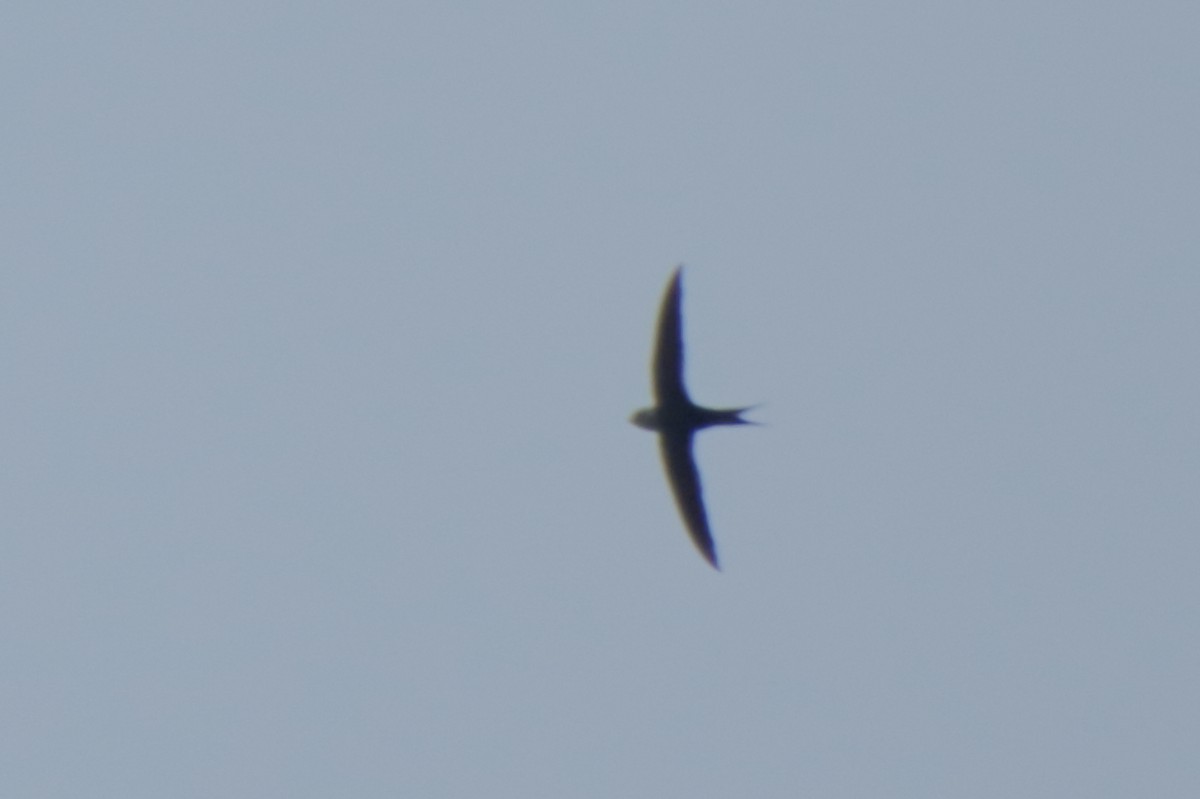 Lesser Swallow-tailed Swift - Ligia y Carlos Marroquín Pimentel