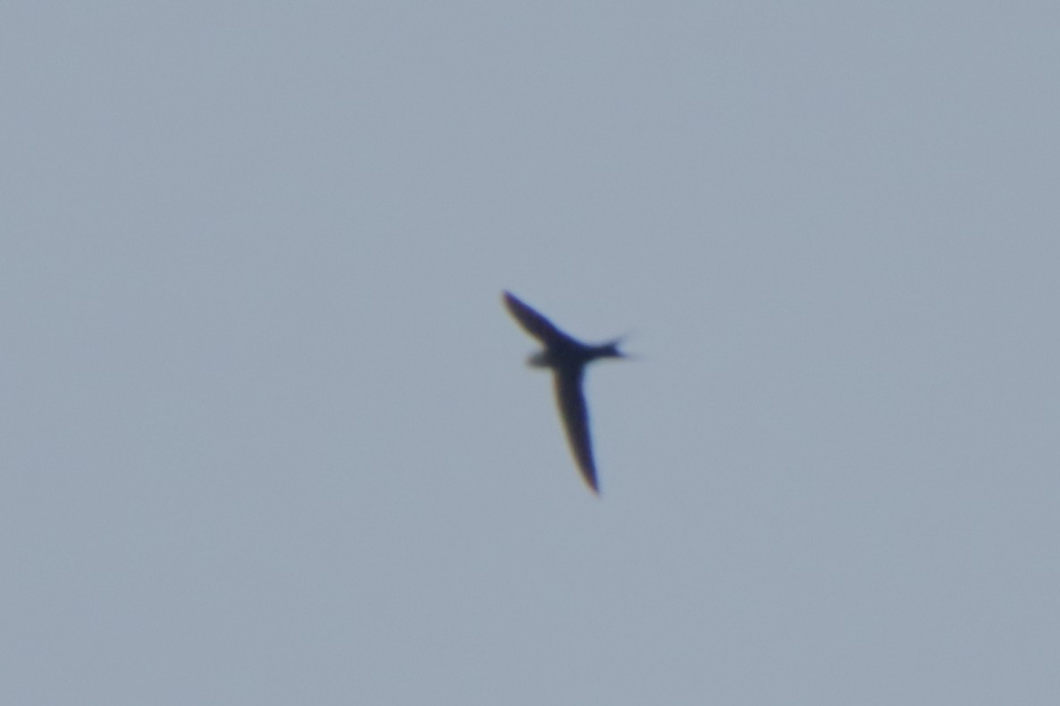 Lesser Swallow-tailed Swift - Ligia y Carlos Marroquín Pimentel