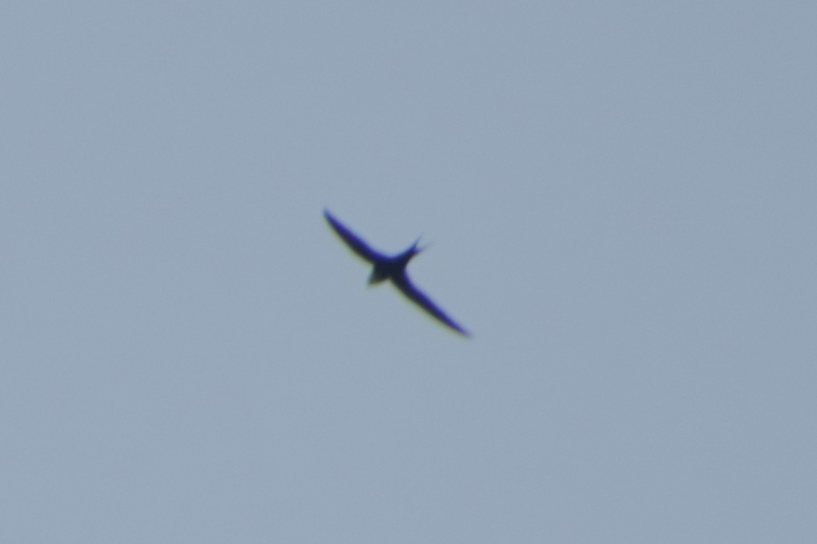 Lesser Swallow-tailed Swift - Ligia y Carlos Marroquín Pimentel