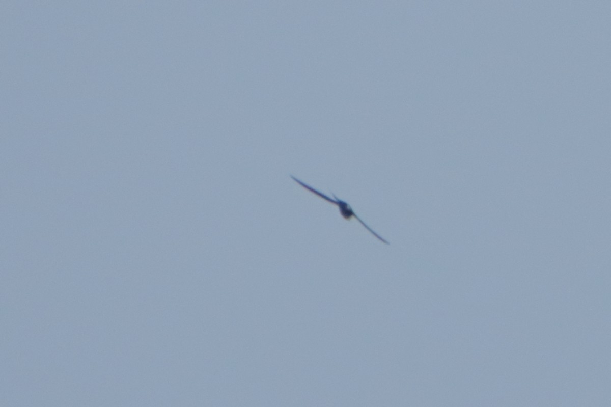 Lesser Swallow-tailed Swift - Ligia y Carlos Marroquín Pimentel