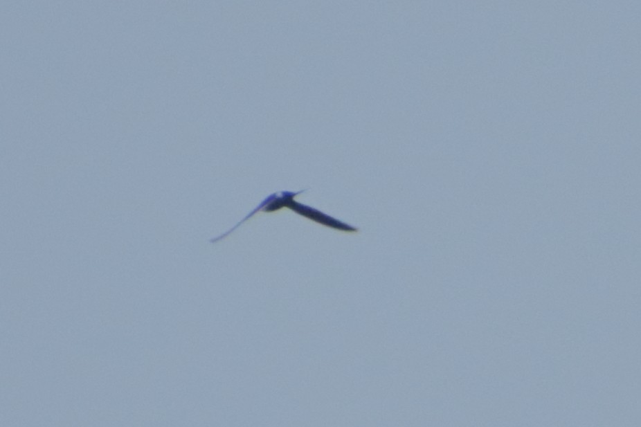 Lesser Swallow-tailed Swift - Ligia y Carlos Marroquín Pimentel