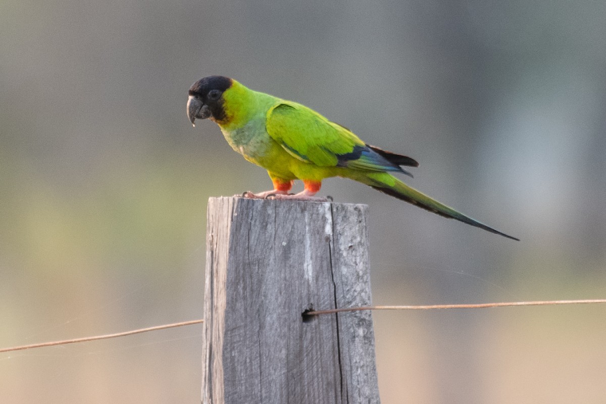 Nanday Parakeet - ML187618761