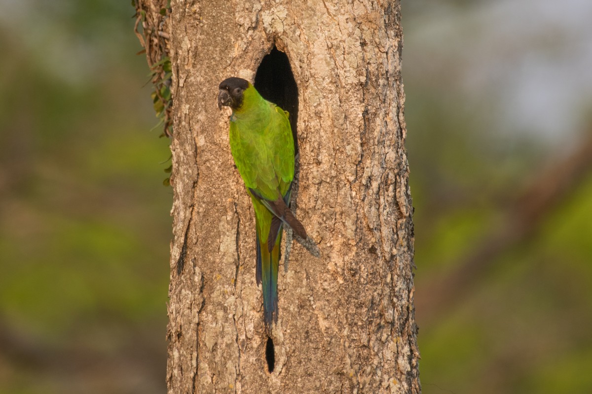 Nanday Parakeet - Adriana Dinu