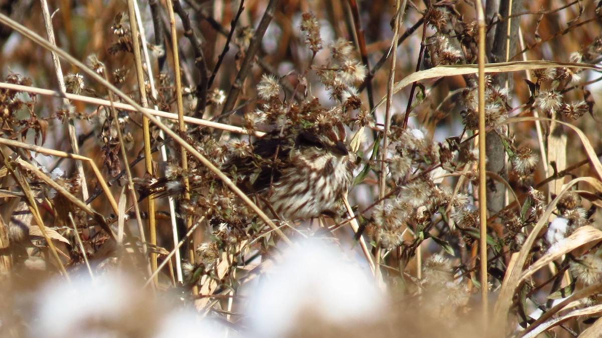 Song Sparrow - ML187620531