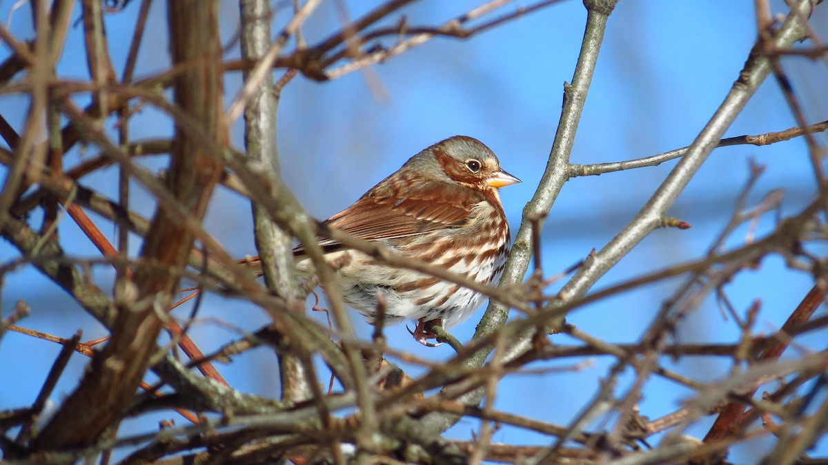 Fox Sparrow (Red) - ML187620551