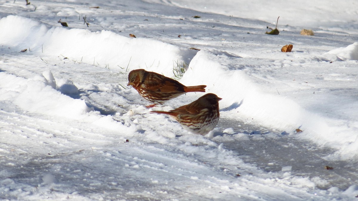 Fox Sparrow (Red) - ML187620571