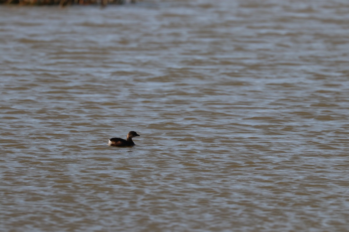 Pied-billed Grebe - ML187620681