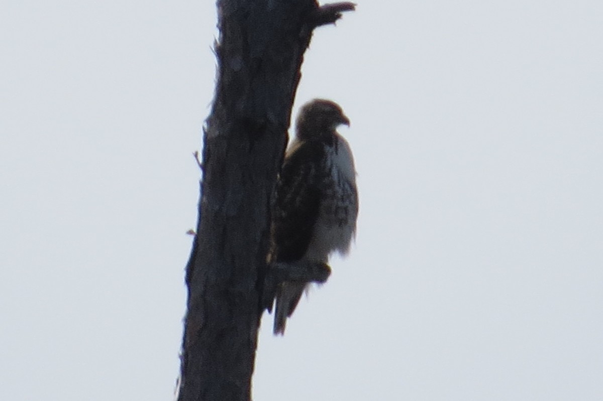 Red-tailed Hawk - Glenn Ousset