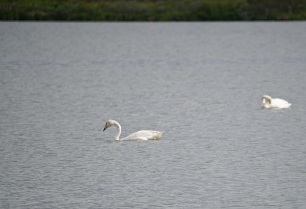 Whooper Swan - ML187621671