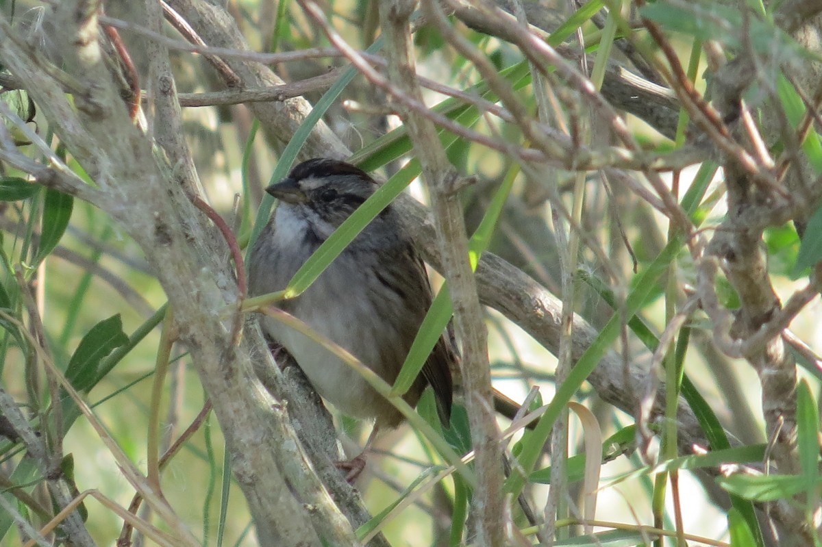 Swamp Sparrow - ML187621841