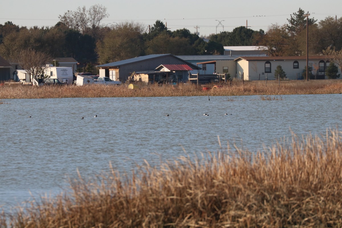 Canvasback - ML187622221