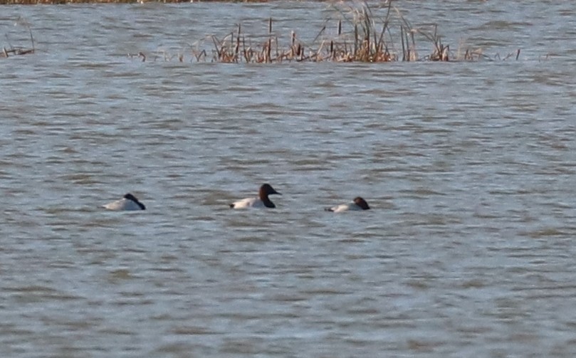 Canvasback - K Dean Edwards