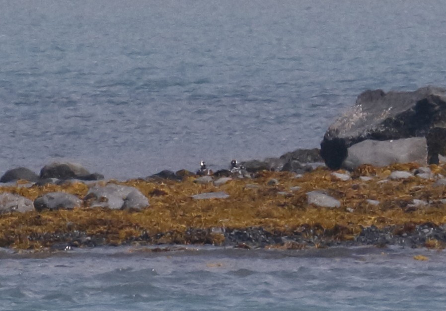 Harlequin Duck - ML187623411