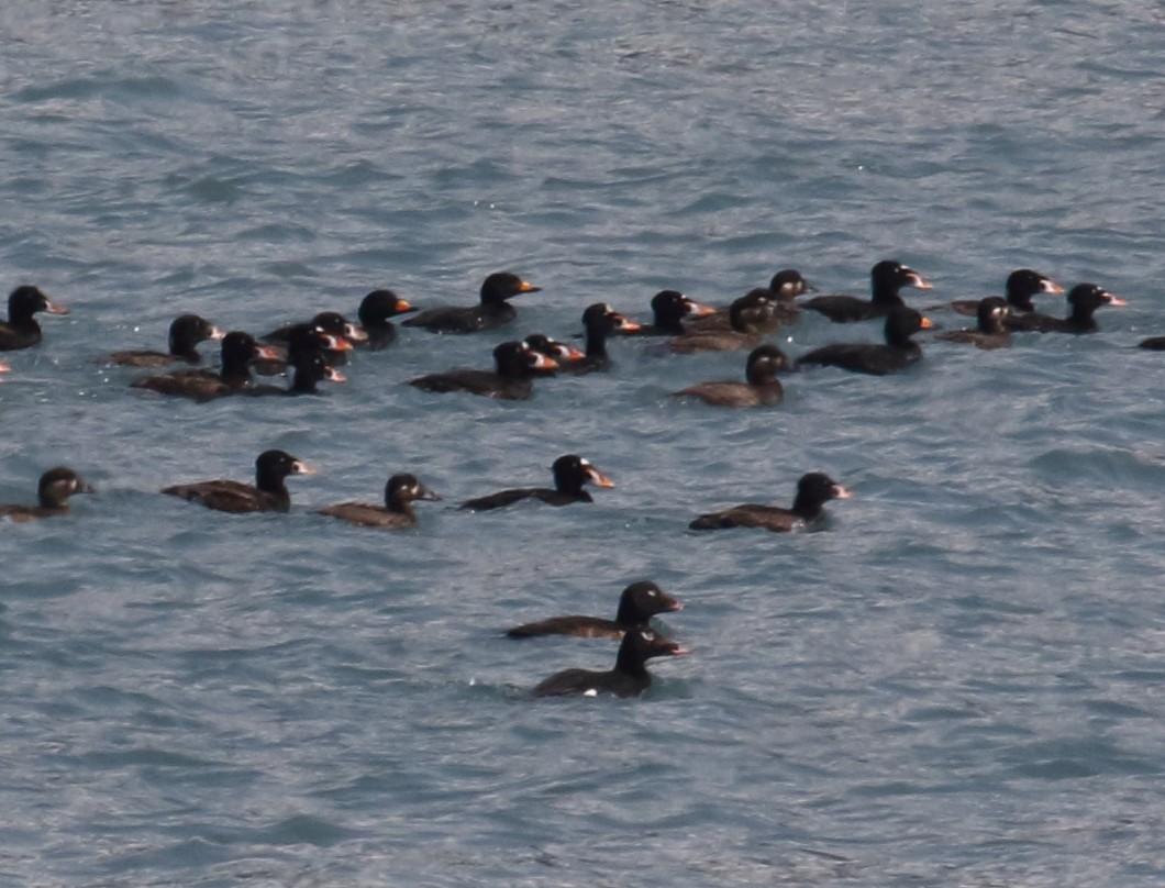 White-winged Scoter - ML187623581