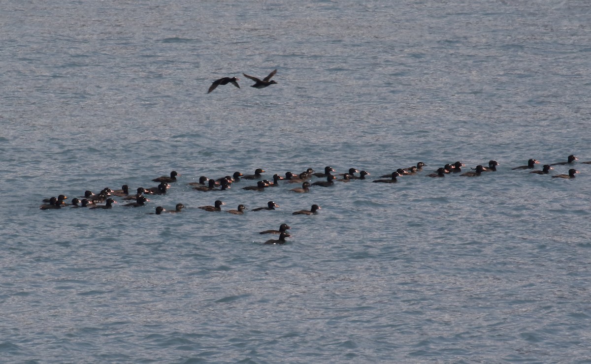 White-winged Scoter - Stefan Woltmann