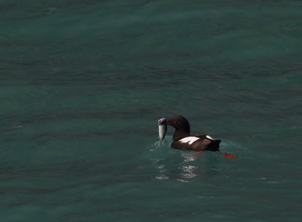 Pigeon Guillemot - ML187623781