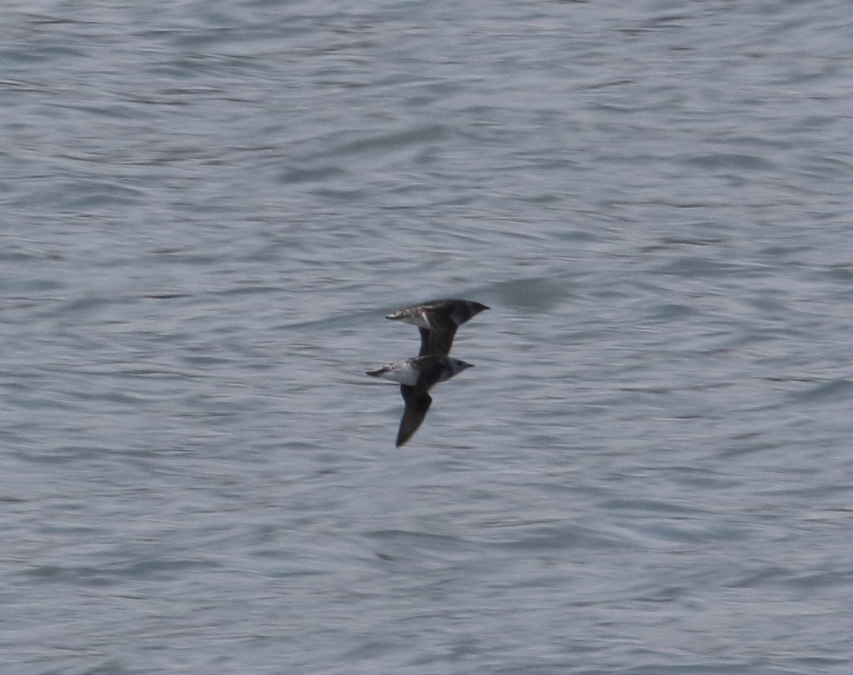 Marbled Murrelet - Stefan Woltmann