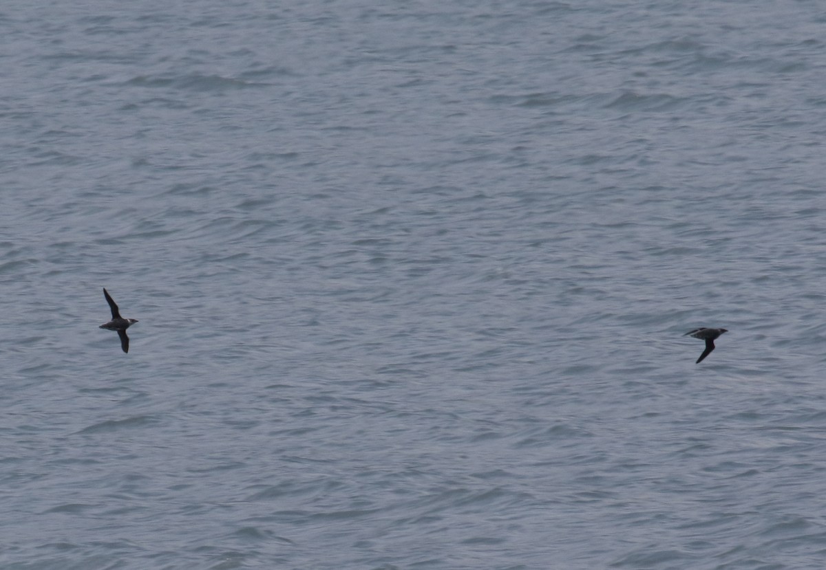 Marbled Murrelet - ML187623881