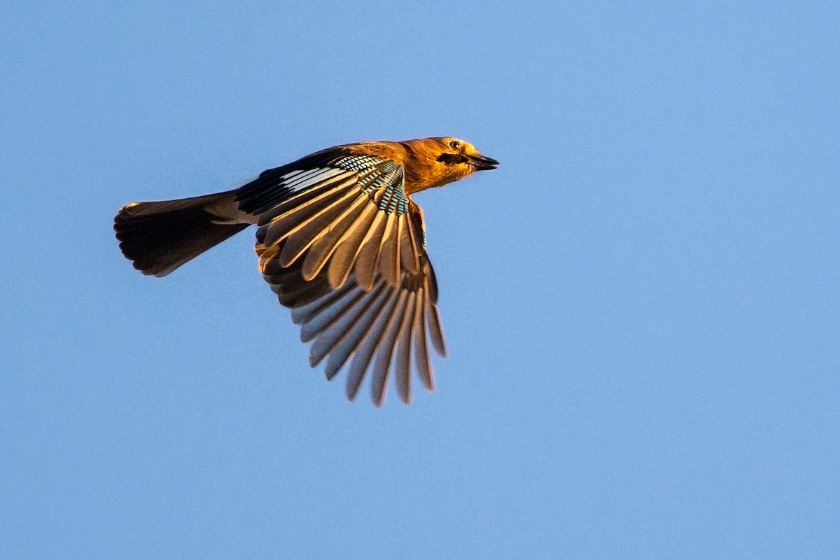 Eurasian Jay - ML187623931