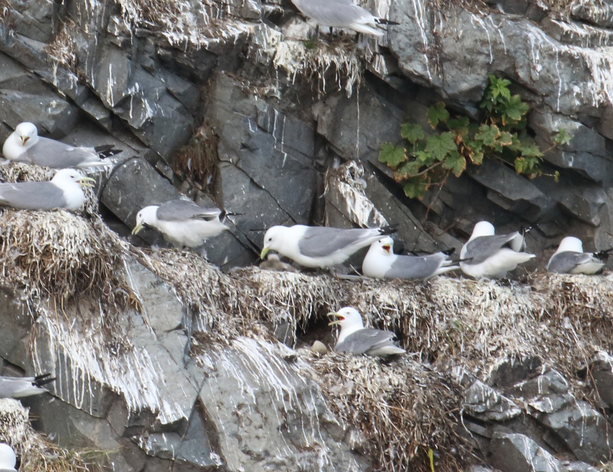 Black-legged Kittiwake - ML187623941