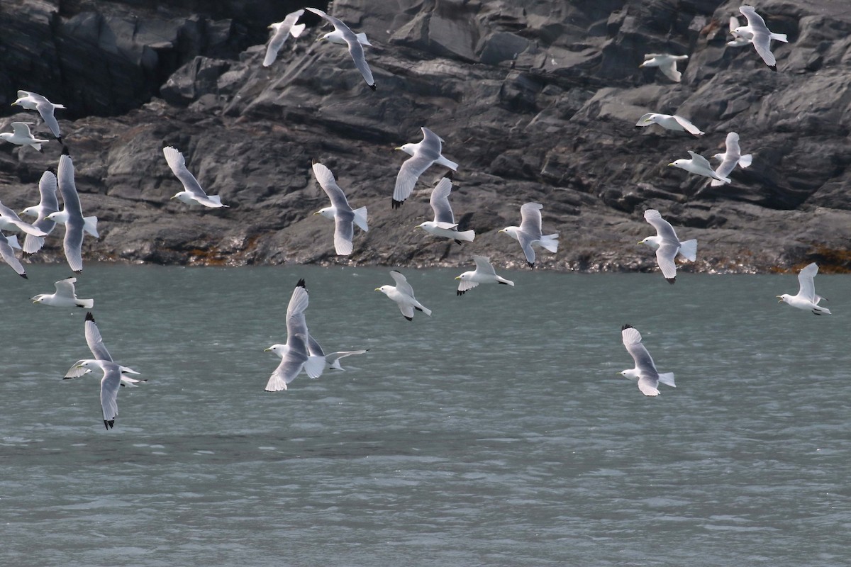 Black-legged Kittiwake - ML187624071