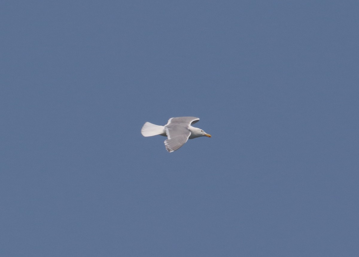 Glaucous-winged Gull - ML187624261