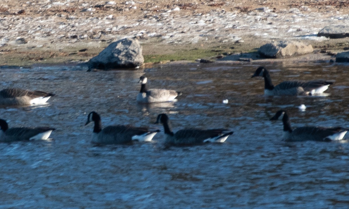 Казарка мала - ML187624311