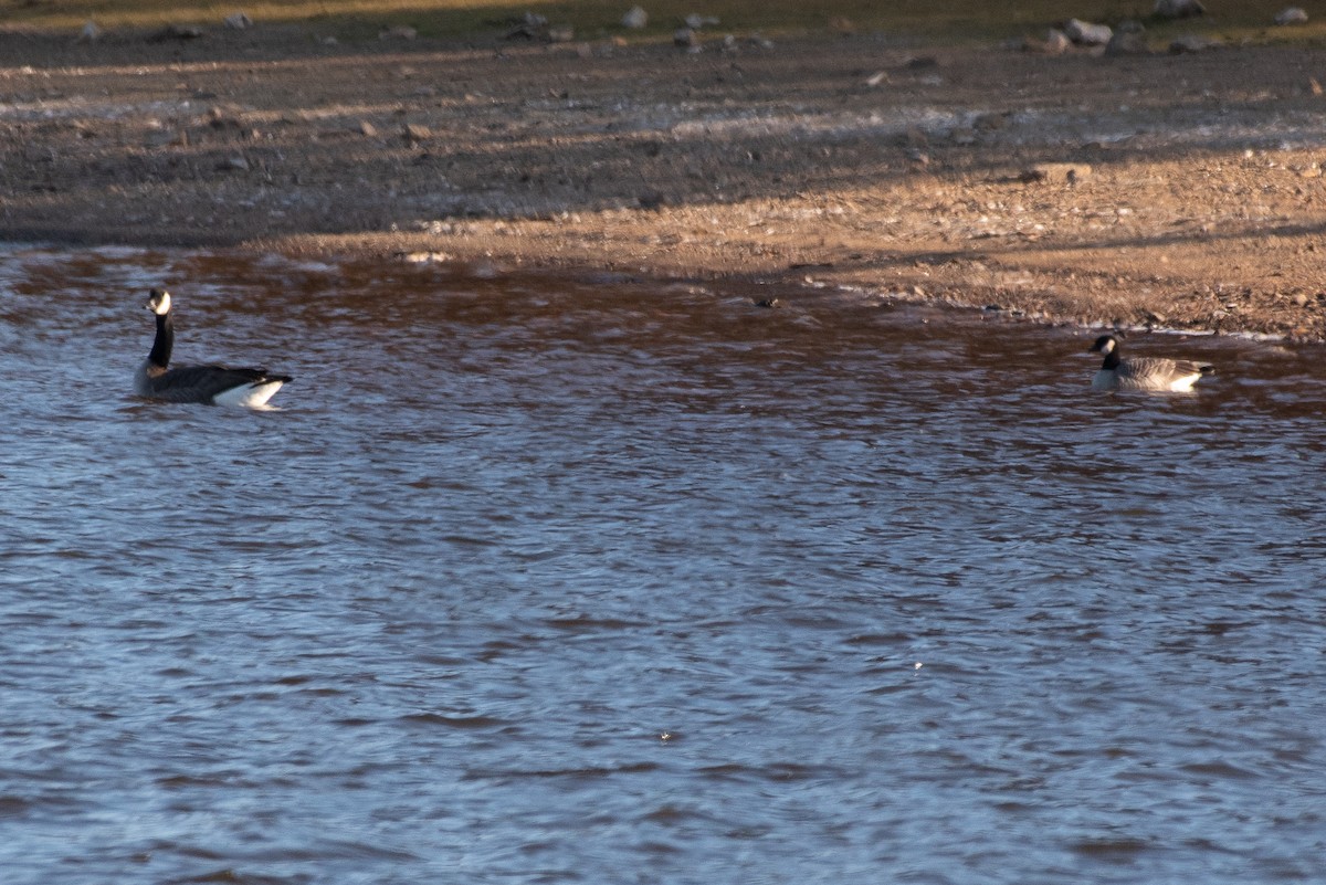 Казарка мала - ML187624331