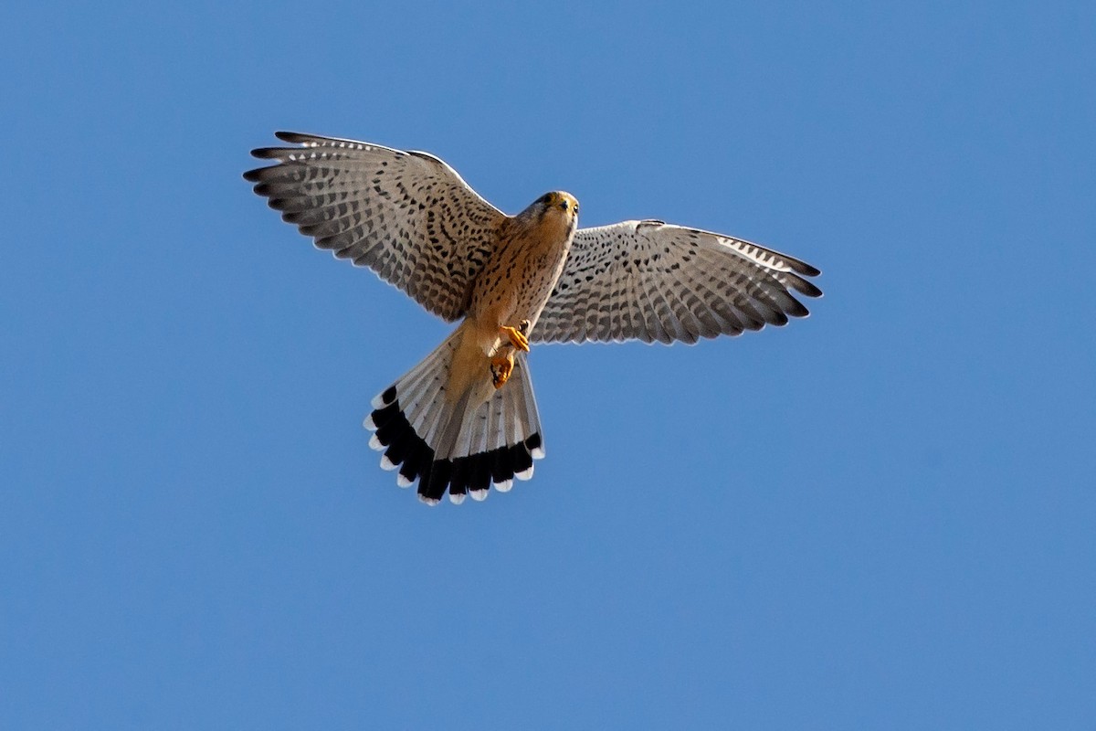 Eurasian Kestrel - ML187624631