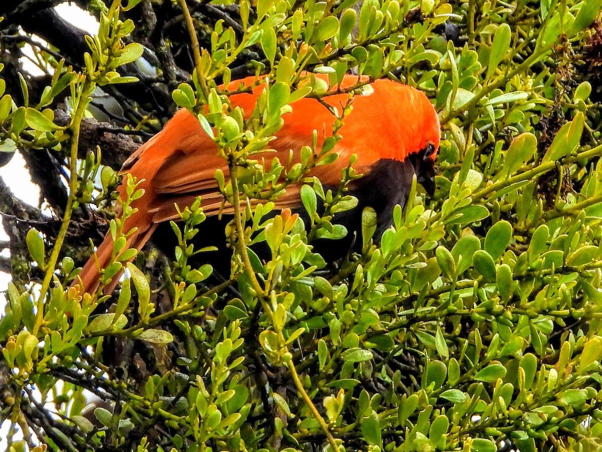 Crested Satinbird - ML187626511