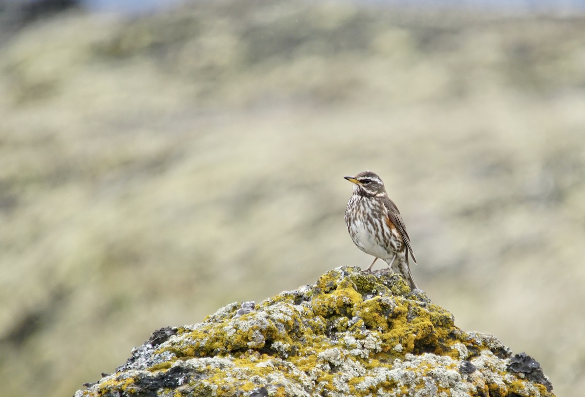 Redwing - ML187627061