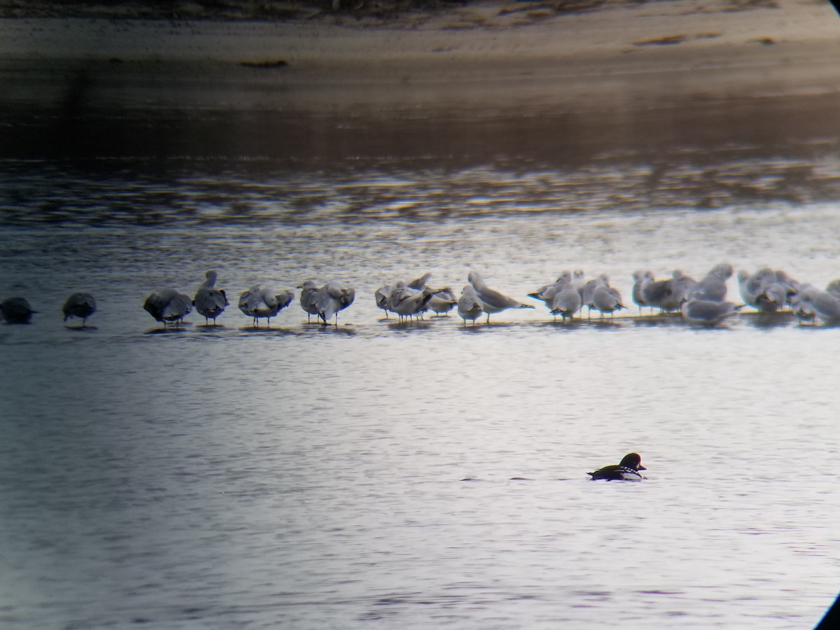 Barrow's Goldeneye - ML187627821