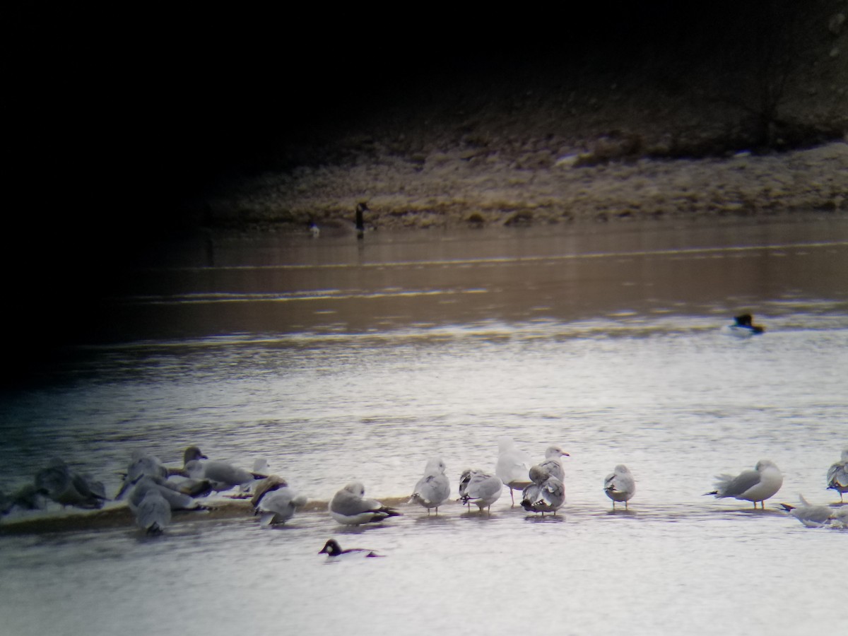 Glaucous Gull - ML187627861