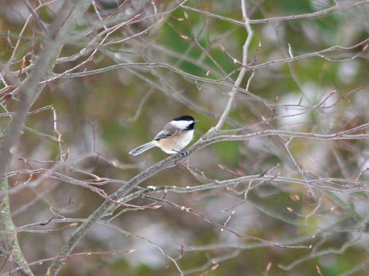 Black-capped Chickadee - ML187629441