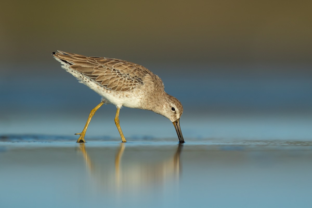 Short-billed Dowitcher - ML187630801