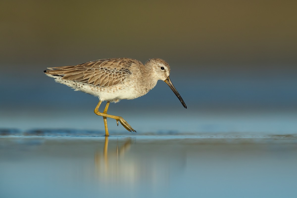 Short-billed Dowitcher - ML187630851