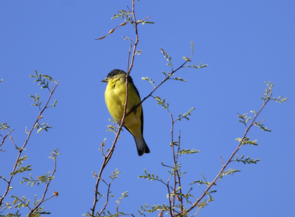 Lesser Goldfinch - ML187631031