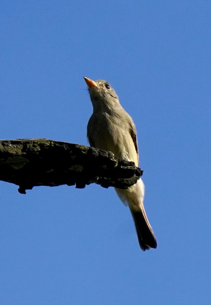 Mexikoschnäppertyrann - ML187631071