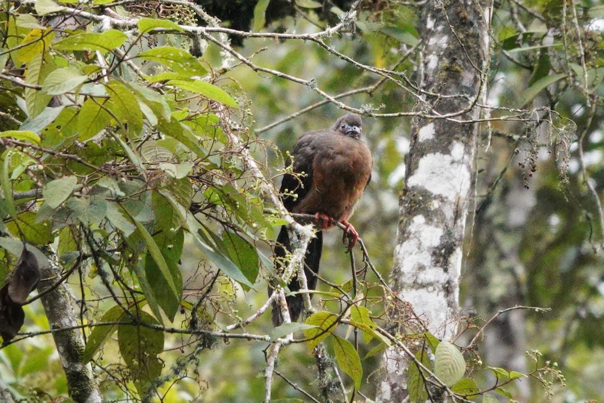 Sickle-winged Guan - Kathryn Young