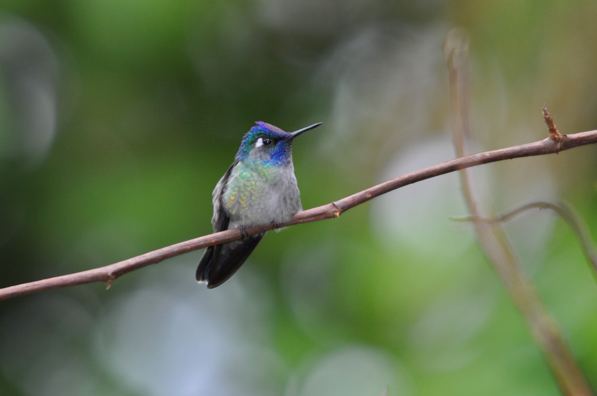 Violet-headed Hummingbird - ML187632001