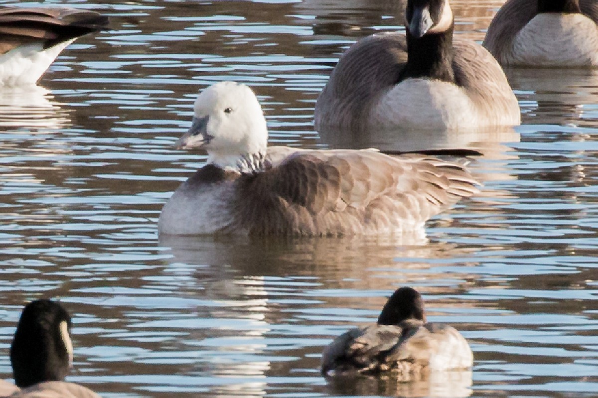 Snow x Cackling Goose (hybrid) - ML187632431