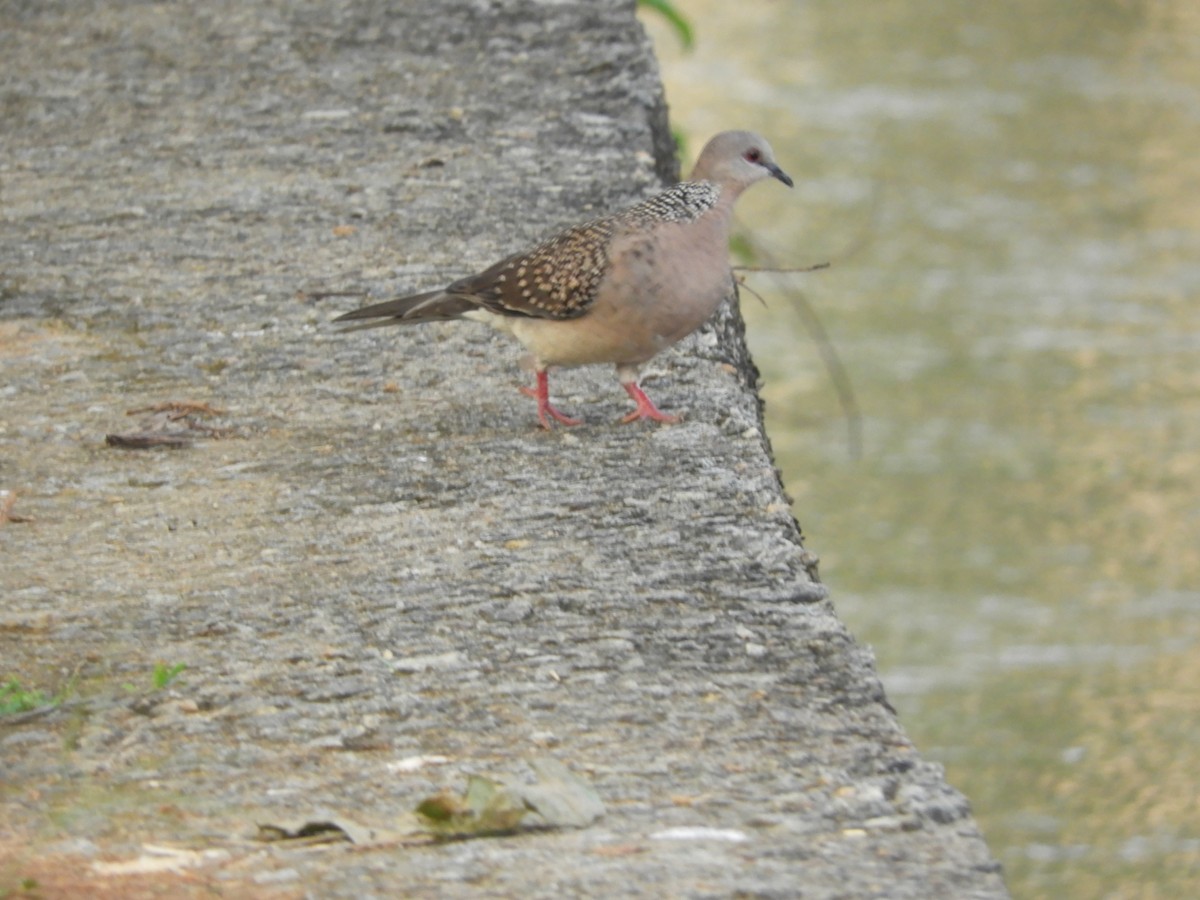 Spotted Dove - ML187633151