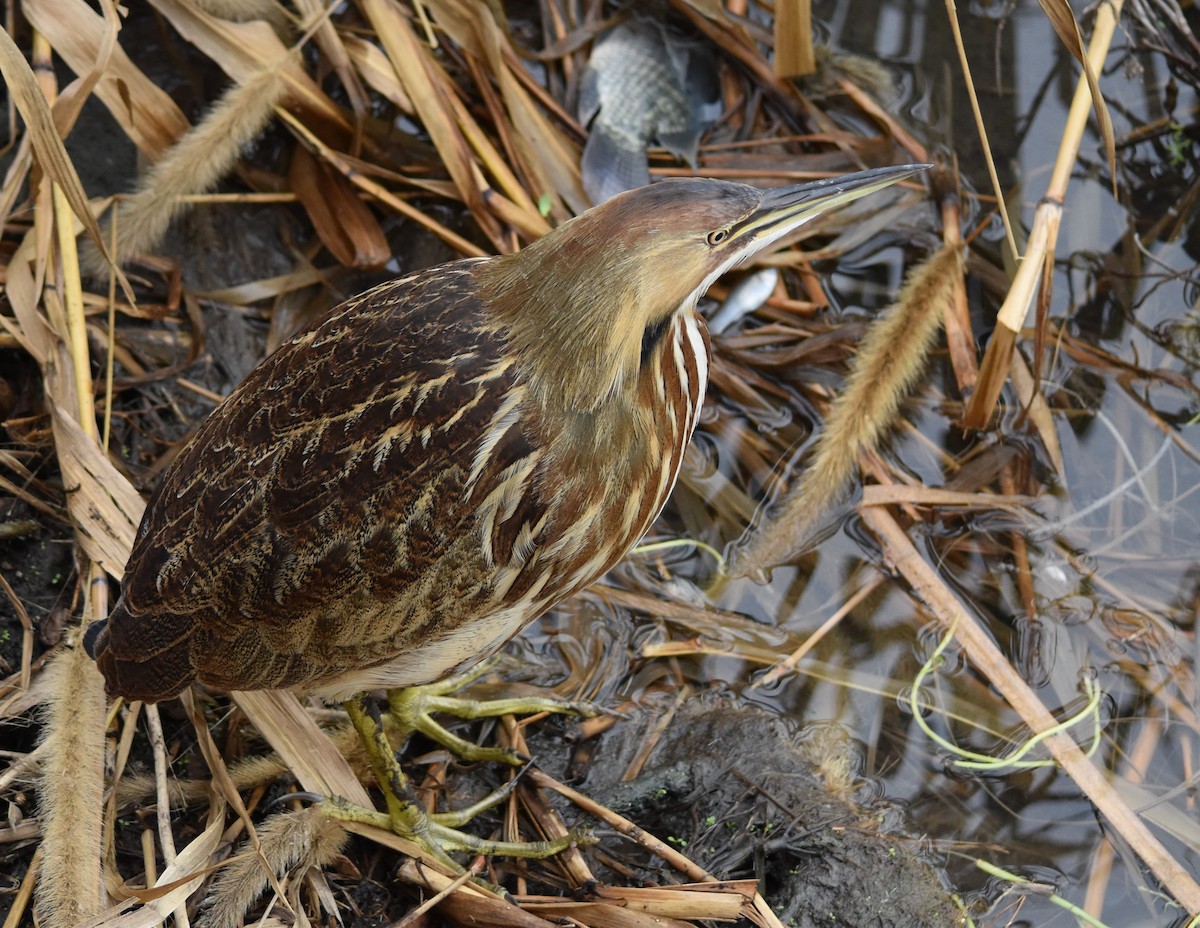 American Bittern - ML187636381