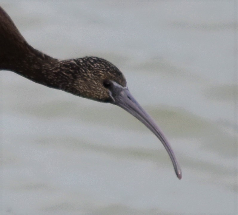 Glossy Ibis - ML187636411