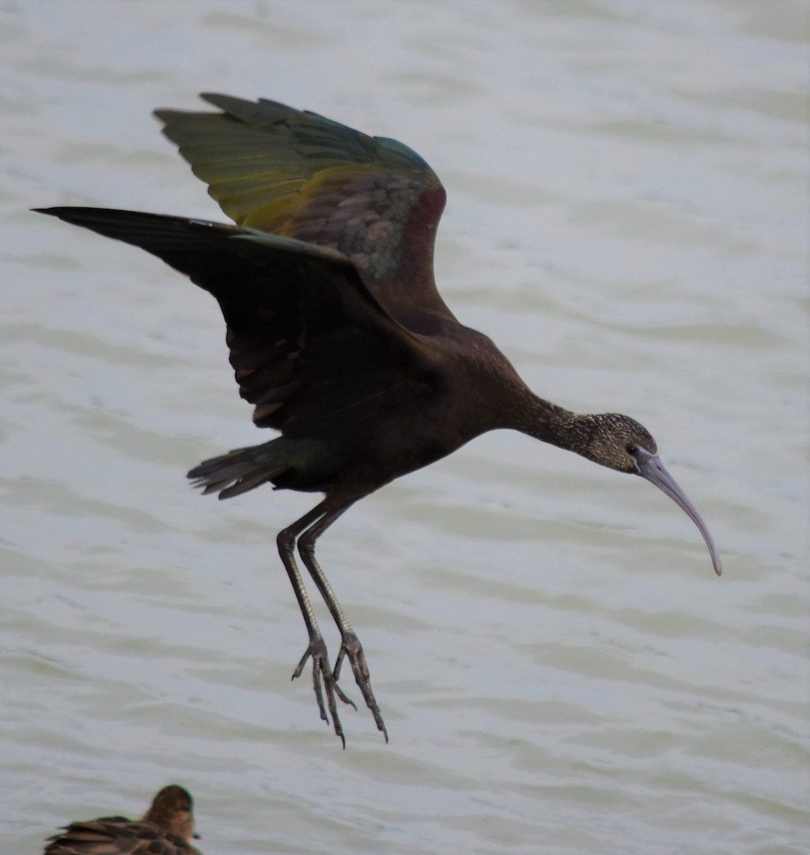 ibis hnědý - ML187636421