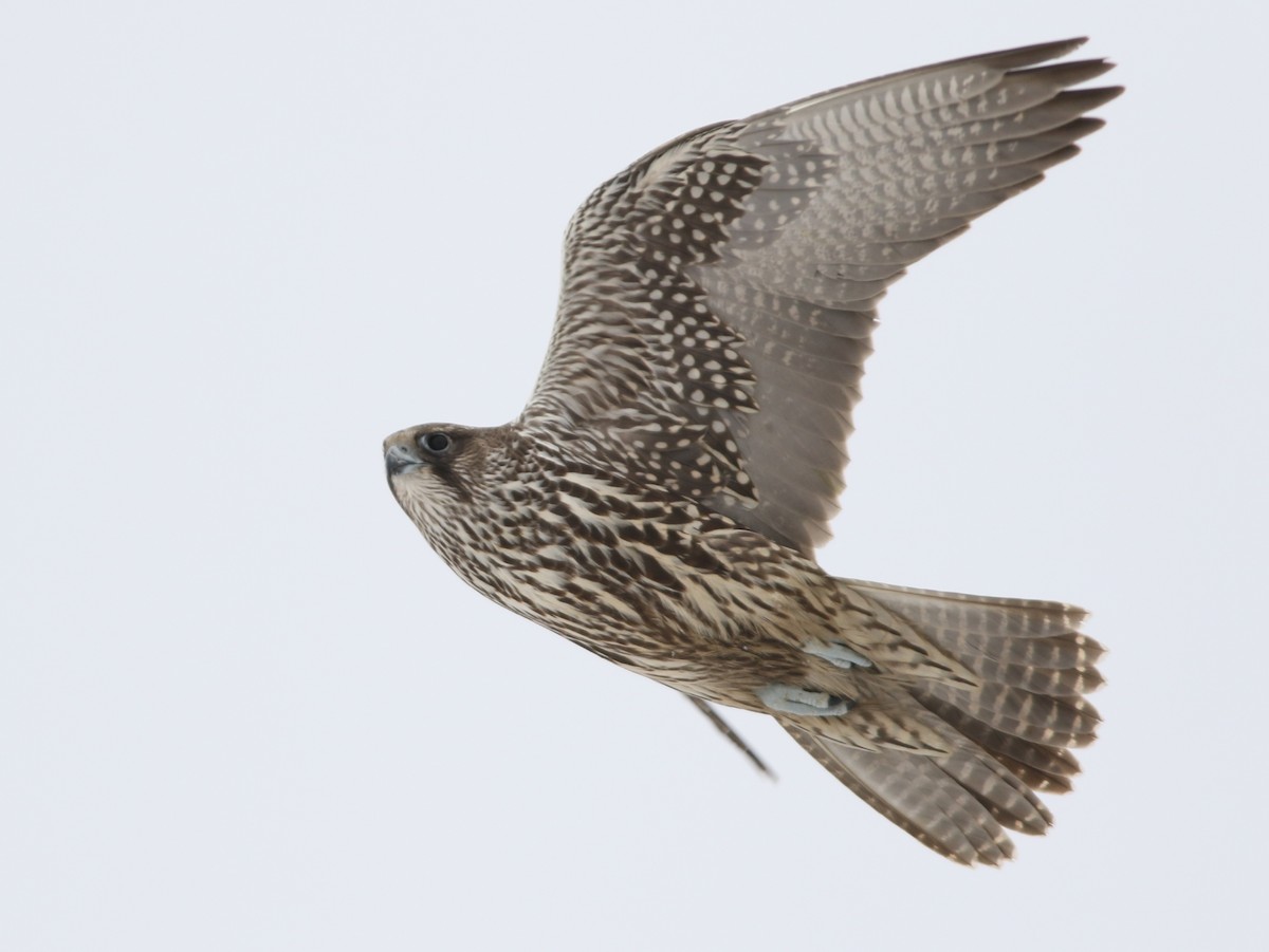 Gyrfalcon - ML187636991