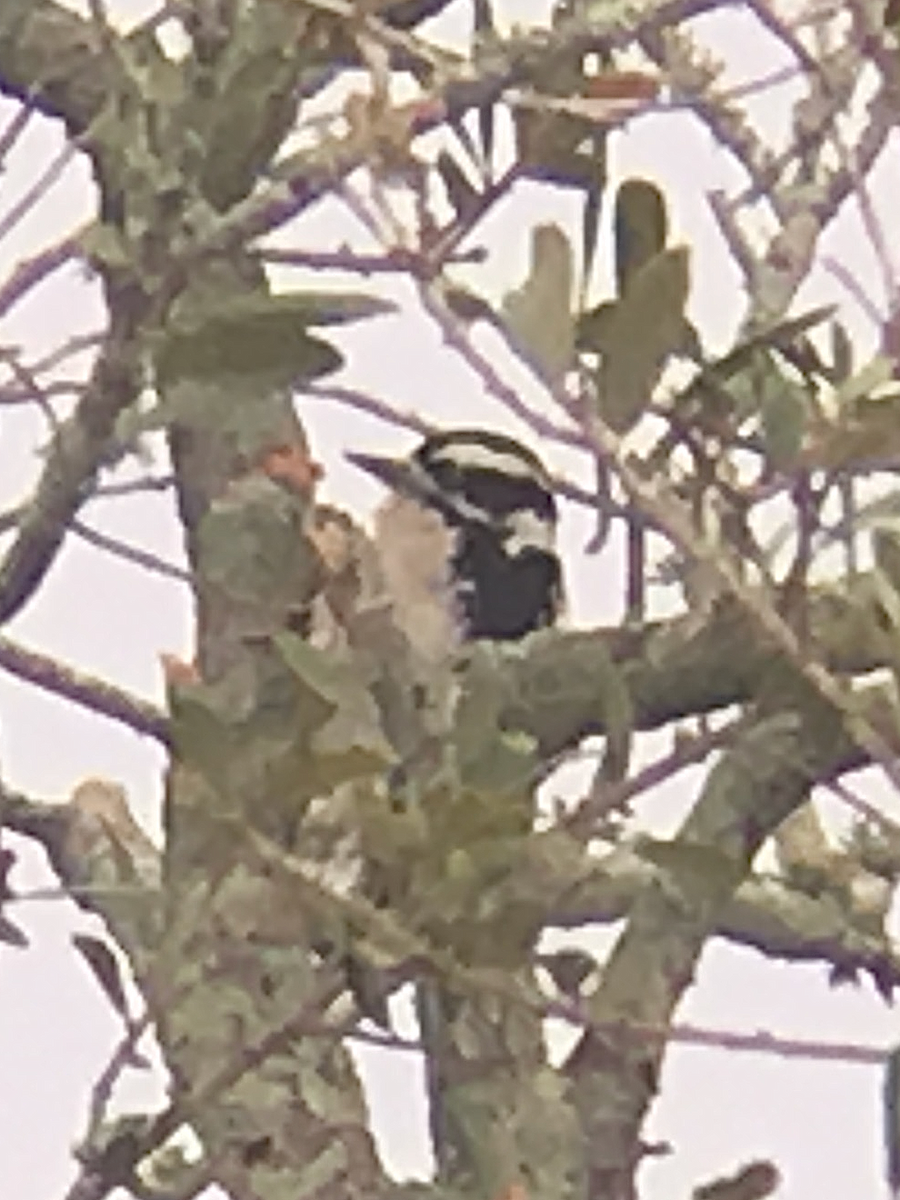 Downy Woodpecker - ML187637061