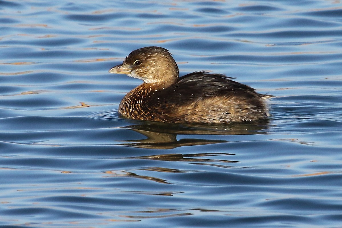 Pied-billed Grebe - ML187639121