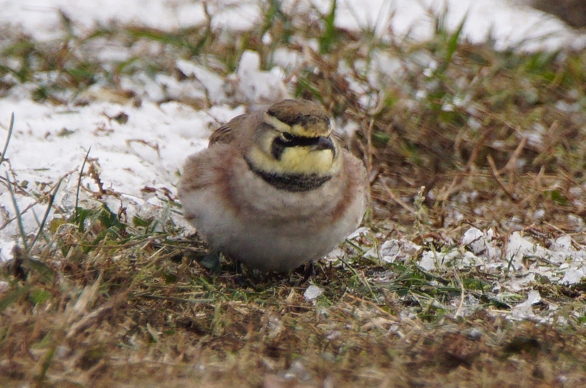 Horned Lark - Dennis Mersky